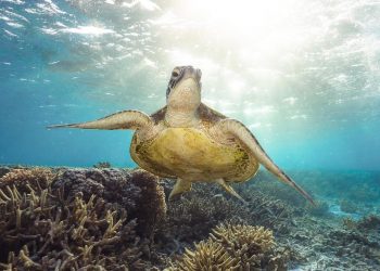 Planet Bumi Makin Kritis, Populasi Satwa Liar Menurun Tajam