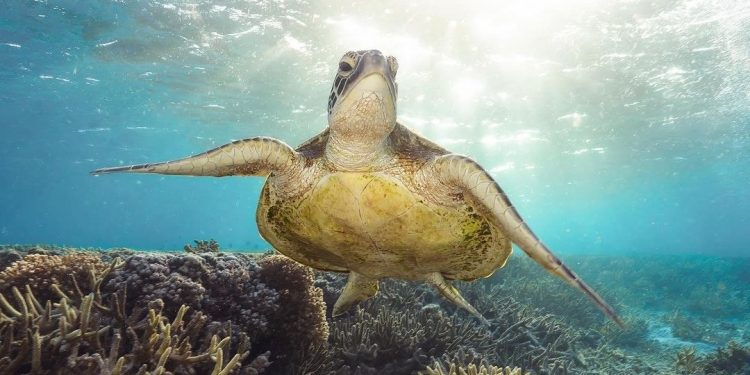 Planet Bumi Makin Kritis, Populasi Satwa Liar Menurun Tajam