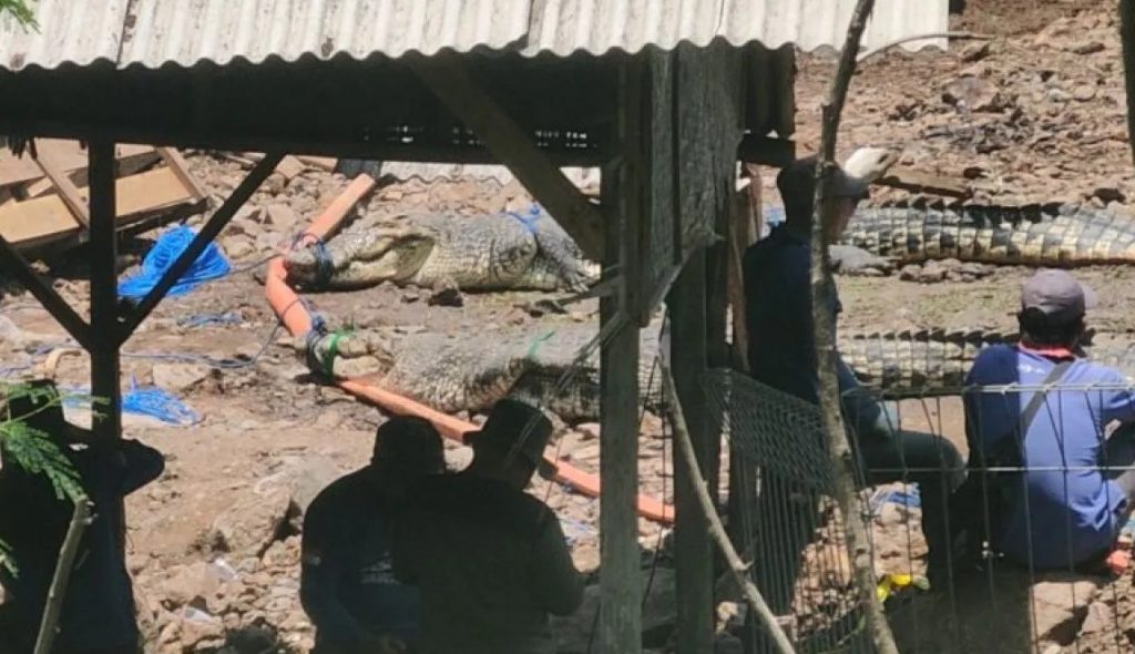 Petugas BKSDA mengevakuasi buaya di Kampung Gunung Calung, Kelurahan Sayang, Kecamatan Cianjur, Jawa Barat, ke BKSDA Sumatera Selatan, Rabu (16/10). (Ahmad Fikri)