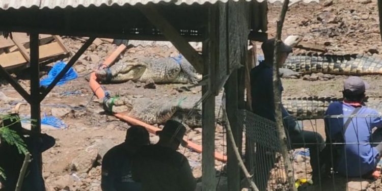 Petugas BKSDA mengevakuasi buaya di Kampung Gunung Calung, Kelurahan Sayang, Kecamatan Cianjur, Jawa Barat, ke BKSDA Sumatera Selatan, Rabu (16/10). (Ahmad Fikri)