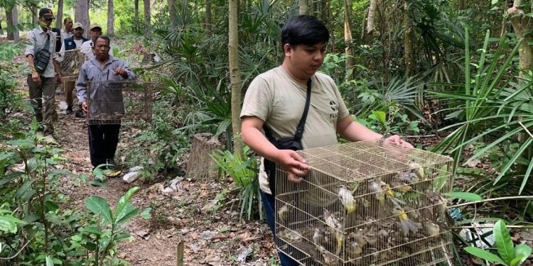 Ratusan Burung Dikembalikan ke Habitatnya di Hutan Buleleng