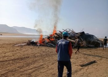 Tragis, Paus Sperma Ukuran 17 Meter Membusuk di Pesisir Sumba Timur