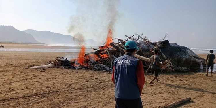 Tragis, Paus Sperma Ukuran 17 Meter Membusuk di Pesisir Sumba Timur