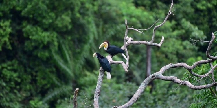 Konservasi Satwa: Burung Julang Emas dan Elang Jawa Dilepasliarkan di Kawasan Bromo