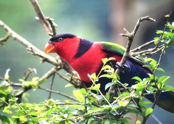 Konservasi Satwa: Menhut Lepasliarkan Burung Langka di Papua
