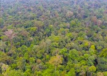 GCF Kucurkan Rp11 Miliar untuk Konservasi Hutan di Bengkulu