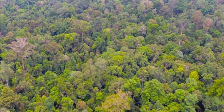 GCF Kucurkan Rp11 Miliar untuk Konservasi Hutan di Bengkulu
