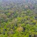 GCF Kucurkan Rp11 Miliar untuk Konservasi Hutan di Bengkulu