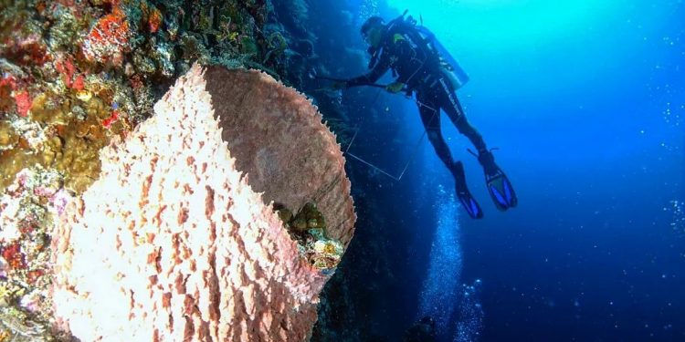 Inggris dan Indonesia Jalin Kerjasama Ocean Accounting