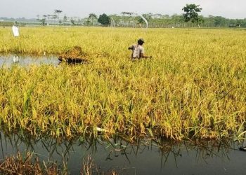 Perubahan Iklim Mengancam Petani