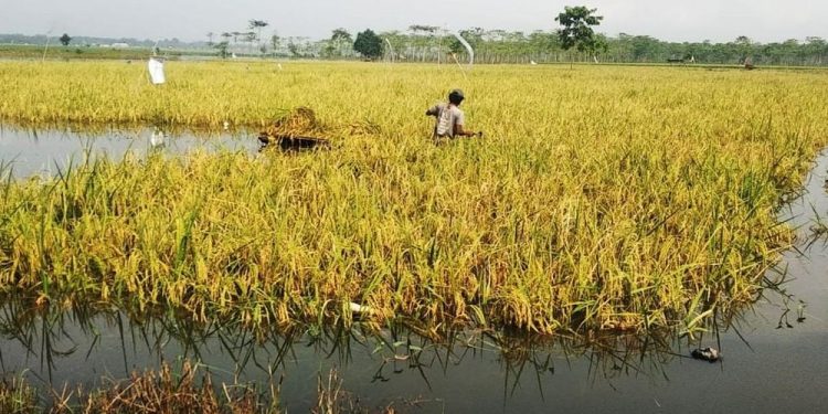 Perubahan Iklim Mengancam Petani