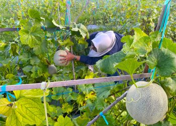 Kalimantan Kembangkan Smart Greenhouse untuk Keberlanjutan Hortikultura