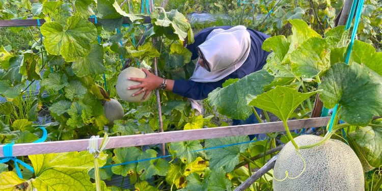 Kalimantan Kembangkan Smart Greenhouse untuk Keberlanjutan Hortikultura