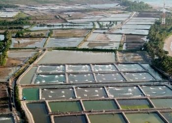 Indonesia dan Singapura Perkuat Kerja Sama Ekonomi Biru