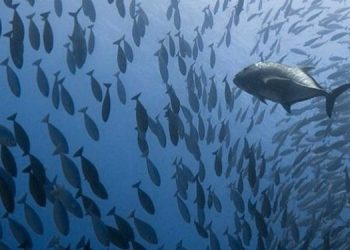 Indonesia Gandeng Norwegia Tingkatkan Kualitas Uji Mutu Produk Perikanan