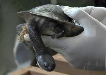 Kura-Kura Rote Masuk Daftar 25 Spesies Paling Terancam Punah di Dunia