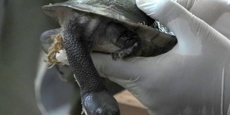 Kura-Kura Rote Masuk Daftar 25 Spesies Paling Terancam Punah di Dunia