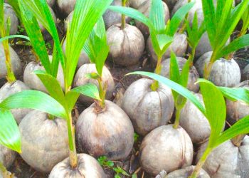 Ekonomi Sirkular: Bio-Jet Fuel dari Minyak Kelapa Mulai Dikembangkan di Indonesia