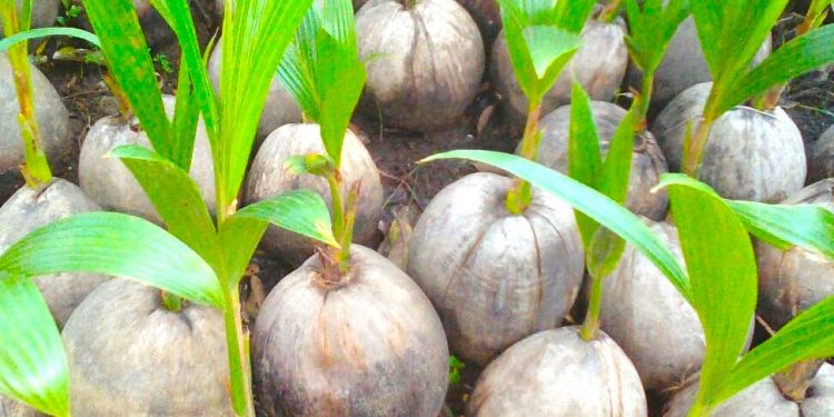 Ekonomi Sirkular: Bio-Jet Fuel dari Minyak Kelapa Mulai Dikembangkan di Indonesia