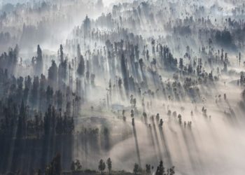 Menteri Kehutanan dan Menteri Pertahanan Kolaborasi Menjaga Hutan