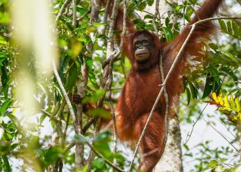 Bagaimana Rehabilitasi Orangutan yang Tepat? Peneliti Ungkap Teknik ini