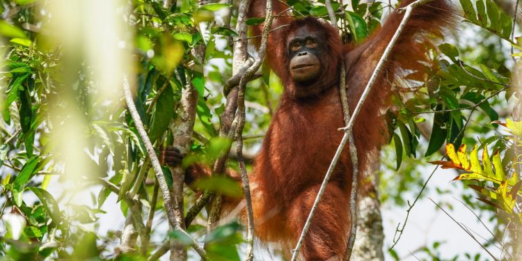 Bagaimana Rehabilitasi Orangutan yang Tepat? Peneliti Ungkap Teknik ini