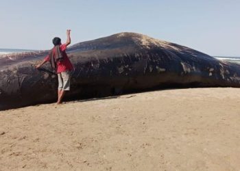 Paus Sperma Mati Terdampar di Pantai Sumba Timur
