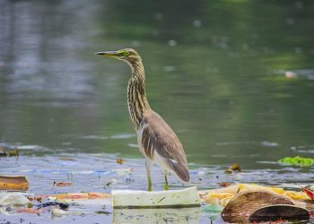 WPC dan GPA Galang Aksi Global untuk Akhiri Darurat Polusi Plastik