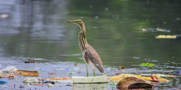 WPC dan GPA Galang Aksi Global untuk Akhiri Darurat Polusi Plastik