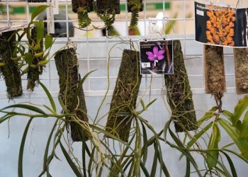 FLOII Expo 2024 Hadirkan Spesies Anggrek Baru dari Kalimantan Timur