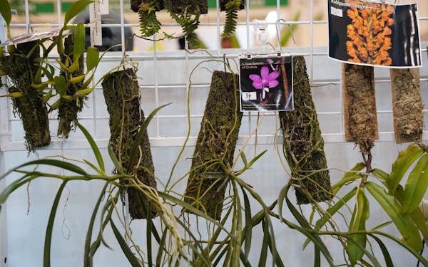 FLOII Expo 2024 Hadirkan Spesies Anggrek Baru dari Kalimantan Timur