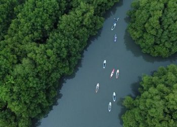 Konservasi Mangrove, Upaya Jakarta untuk Cegah Banjir Rob di Pesisir Utara