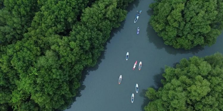 Konservasi Mangrove, Upaya Jakarta untuk Cegah Banjir Rob di Pesisir Utara