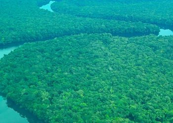 Para Ilmuwan Temukan 27 Spesies Baru di Hutan Amazon