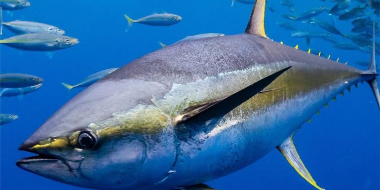 Teknologi AI Mampu Deteksi Otomatis Ikan Tuna pada Ekosistem Laut