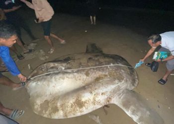 Biota Laut Langka Mati Terdampar di Pesisir Gorontalo