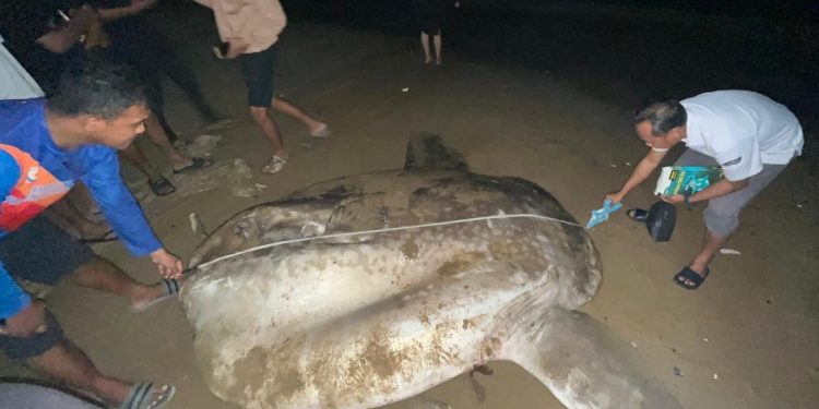 Biota Laut Langka Mati Terdampar di Pesisir Gorontalo