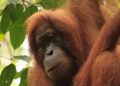USAID Sudah Kucurkan US$50 Juta untuk Konservasi Orangutan di Indonesia
