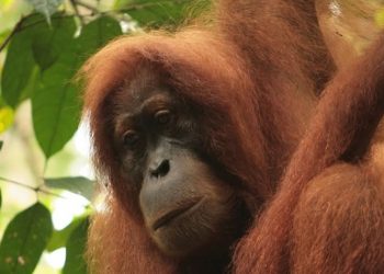 USAID Sudah Kucurkan US$50 Juta untuk Konservasi Orangutan di Indonesia