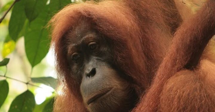 USAID Sudah Kucurkan US$50 Juta untuk Konservasi Orangutan di Indonesia
