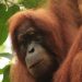 USAID Sudah Kucurkan US$50 Juta untuk Konservasi Orangutan di Indonesia