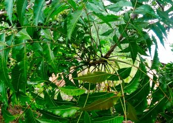 Pestisida Nabati Mimba Tangkal Serangga Hama dan Ramah Lingkungan