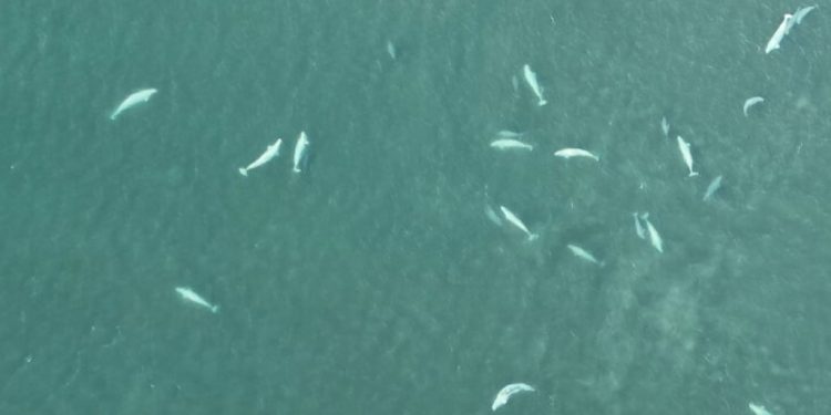 Riset: Krisis Iklim dan Pengasaman Laut Saat ini Imbas dari Emisi Karbon Masa Lalu