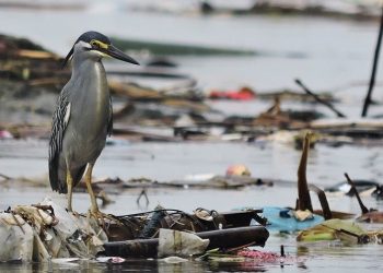 AZWI Desak Pemerintah Indonesia Lebih Ambisius Atasi Sampah Plastik