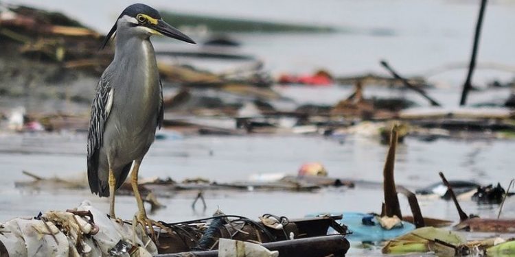 AZWI Desak Pemerintah Indonesia Lebih Ambisius Atasi Sampah Plastik
