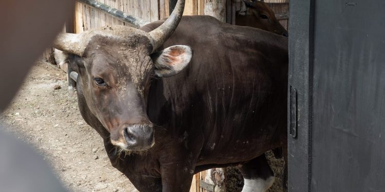 Reintroduksi Banteng Jawa di Cagar Alam Pananjung Pangandaran