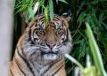 TWNC Jadi Habitat Terbaik Harimau Sumatera