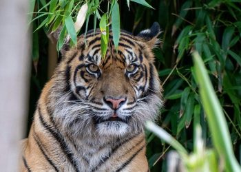 TWNC Jadi Habitat Terbaik Harimau Sumatera