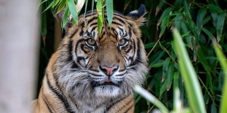 TWNC Jadi Habitat Terbaik Harimau Sumatera