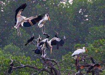 Kawasan Konservasi Kepulauan Seribu Hadapi Ancaman Sampah